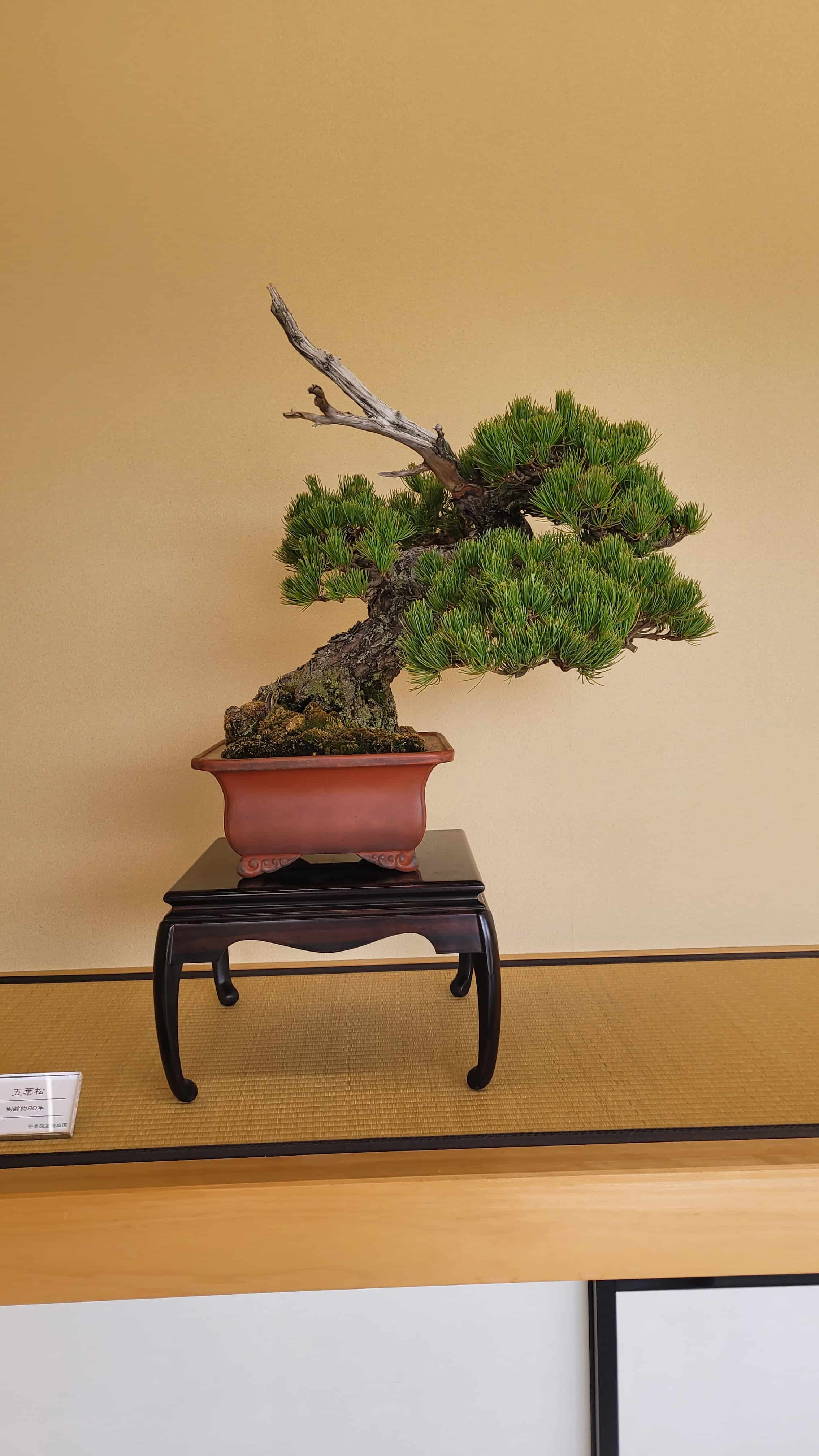 A pine bonsai tree from kyoto in Japan